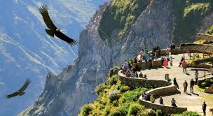 Cóndores sobrevolando el imponente Cañón del Colca en Arequipa al amanecer